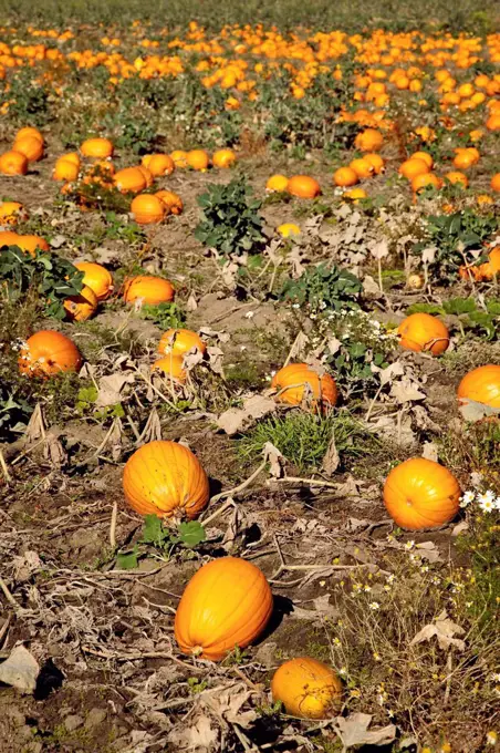 Pumpkins, field, agriculture, nutrition