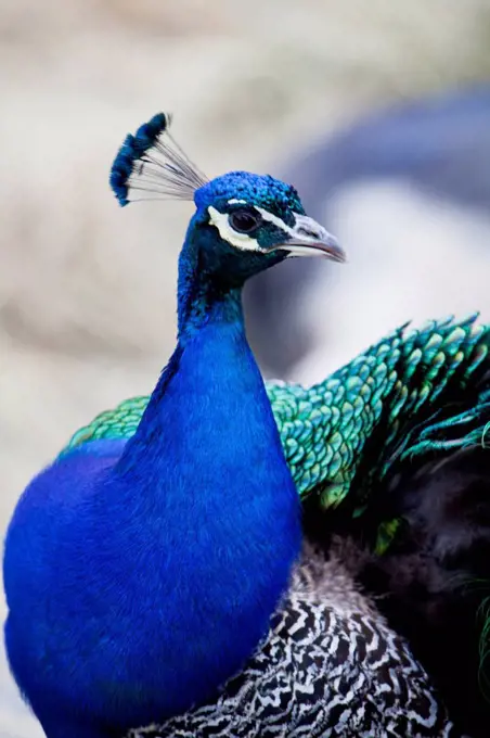 Male blue peacock