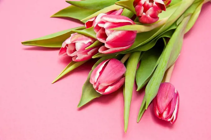 Bouquet, tulips, pink, table,
