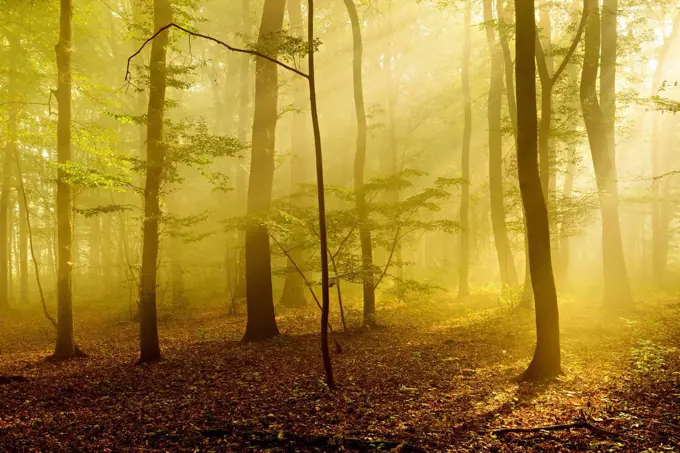 Sunrays in the morning fog in the deciduous forest, near Freyburg, Burgenlandkreis, Saxony-Anhalt, Germany