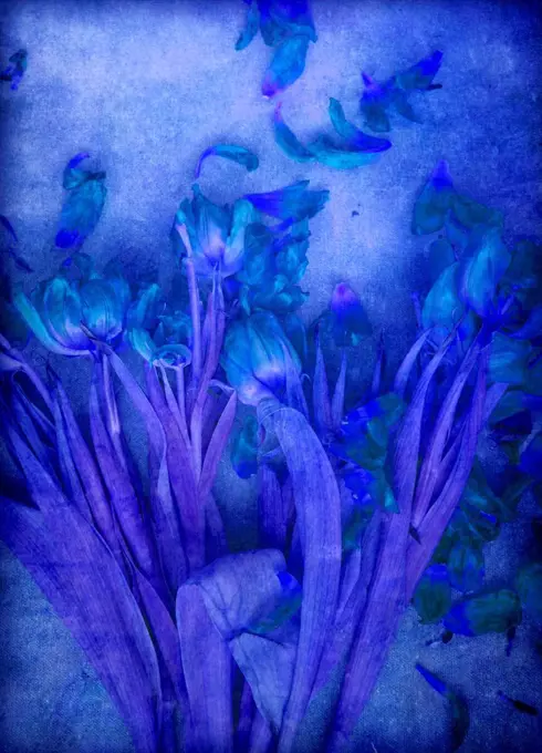 wilted tulips, texture, Composing, monochrome blue,