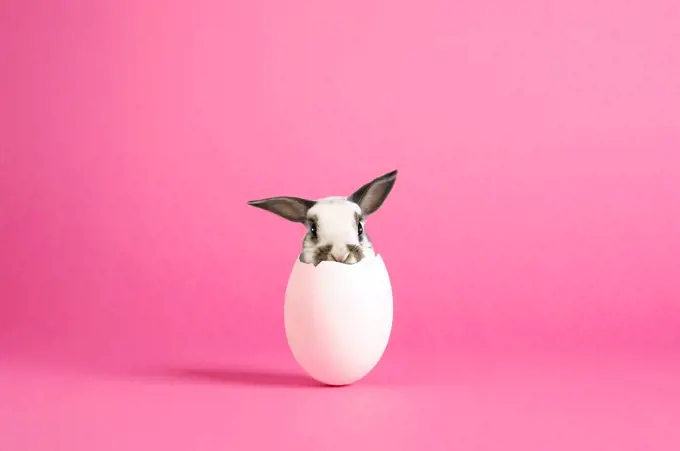 Egg, Easter bunny, hatching, pink background, Composing,