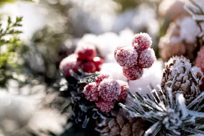 Wintry scene, red berries and plugs covered with hoarfrost, back light,