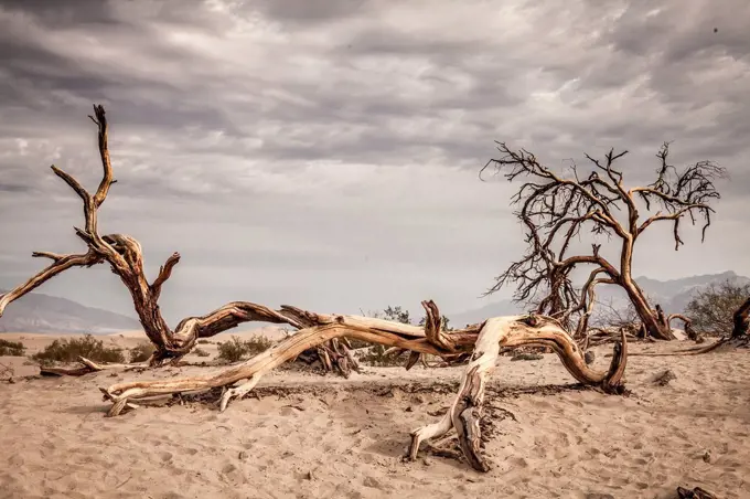 USA, California, Death Valley, desert, drought