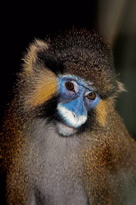 Moustached Monkey or Mustached Monkey, cercopithecus cephus, Portrait of Adult,