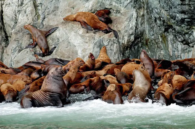 North America, the USA, Alaska, Stellersche sea lions
