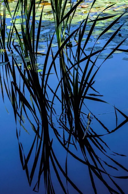 Natural Science, Growing reeds reflected in water