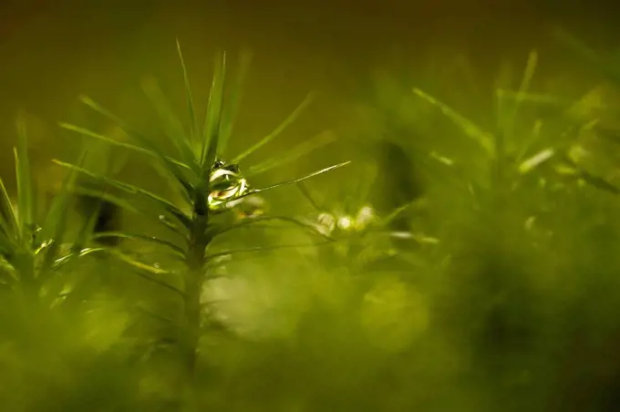 Drops of water in the moss