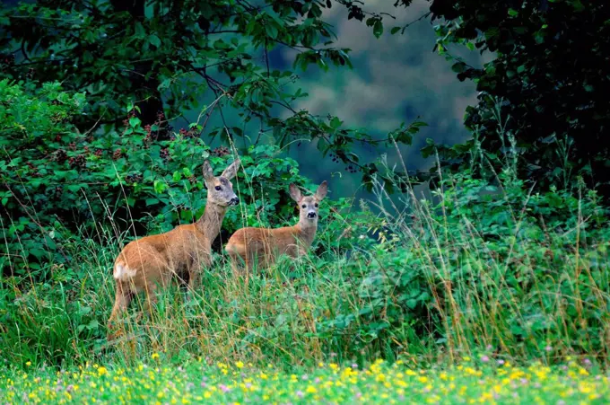 Doe with fawn in August