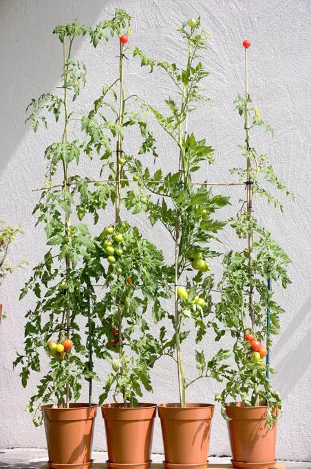 Tomatoes at the shrub drag
