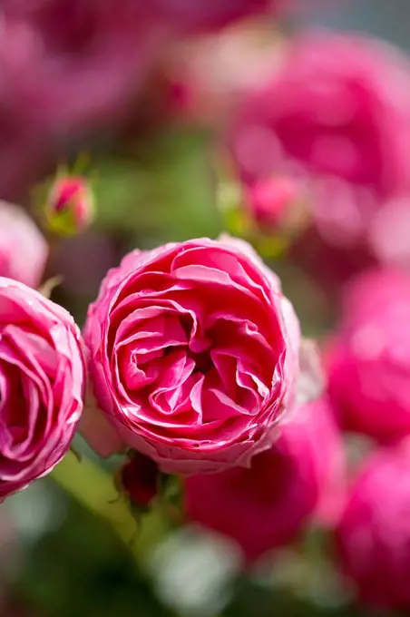 Pomponella roses