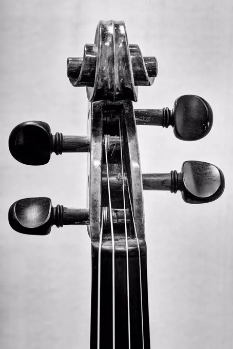 Violin head of an old violin in Black and white.