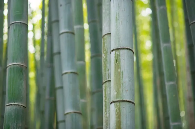 Asia, Japan, Nihon, Nippon, Kyoto, Arashiyama Bamboo Forest