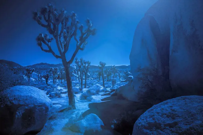 Palm trees and rock formations in the moonlight, Joshua Tree National Park, California, USA