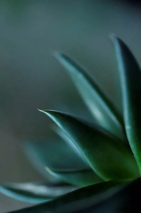 Close-up of Succulent Leaves, green color