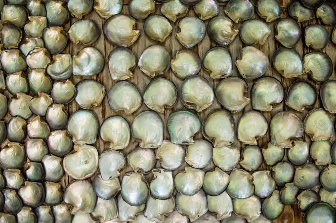 Wall of shells, Moorea, French Polynesia