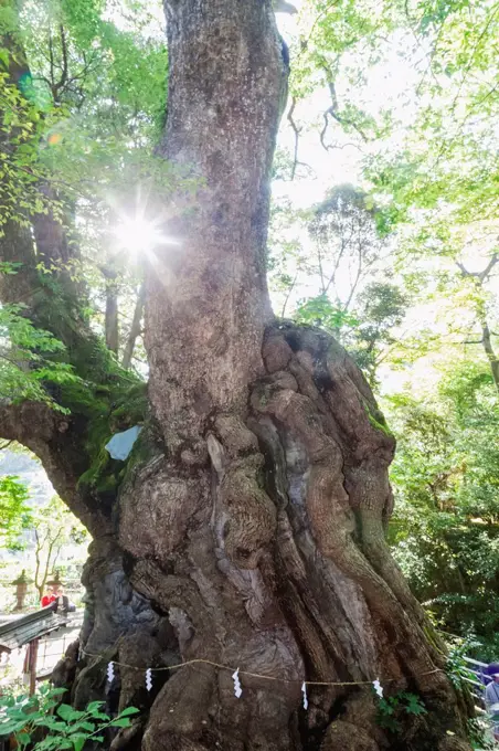 Japan, Honshu, Shizuoka Prefecture, Atami, Kinomiya Shrine, The 2000 year old Great Camphor Tree