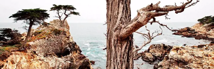California, Pacific coast, Carmel, Point Lobos State Park, Lonesome Pine