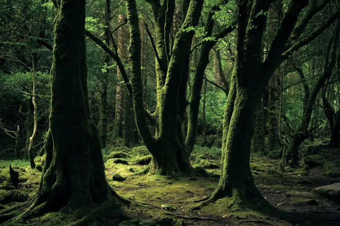 Old beech trees in Killarney National Park, Kerry, Ireland