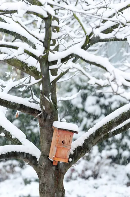 Nesting box on a chestnut during snowfall in winter.