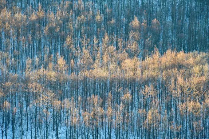 Forest in the winter, Abtsroda, Rhoen Mountain, Hesse, Germany