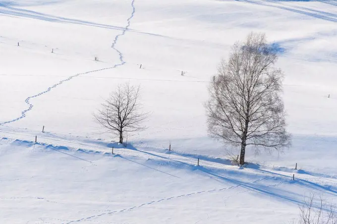 Landscape in winter with snowshoe trails and sun, Gersfeld, Rhoen Mountain, Hesse, Germany