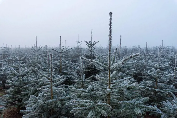 Christmas tree plantation in winter, Wagenschwend, Odenwald, Baden-Wurttemberg, Germany