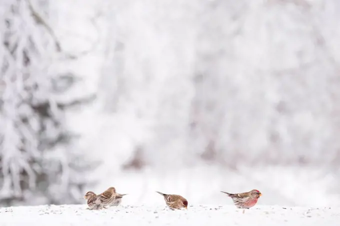 Redpoll birds eat seeds in the garden, blurred winter scene background