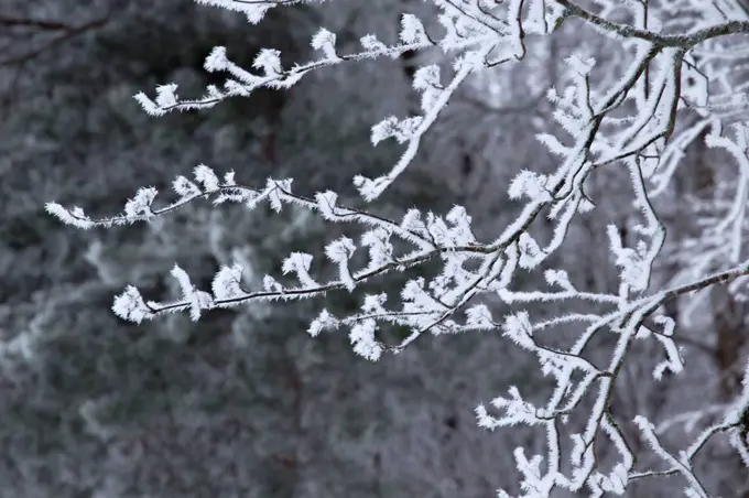 Frozen rowan branches covered with thick white hoarfrost, dark blurred background
