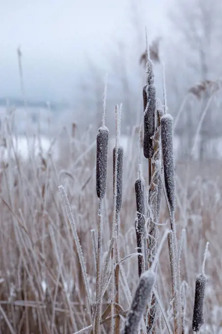 Frozen bulrush plants, covered with hoarfrost, blurred background