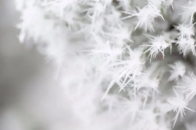 Closeup of frozen pine branch, covered with thick white hoarfrost, blurred background