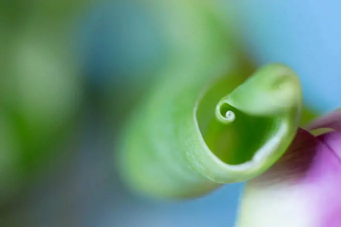Close-up of Tulip Leaf