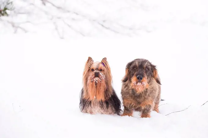 Snowy Dogs Posing In Snow, Yorkshire Terrier and Wire-haired Dachshund portrait, outdoor, winter scene