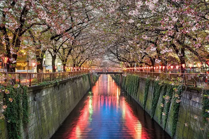 Cherry blossom trees at night in Tokyo, Japan