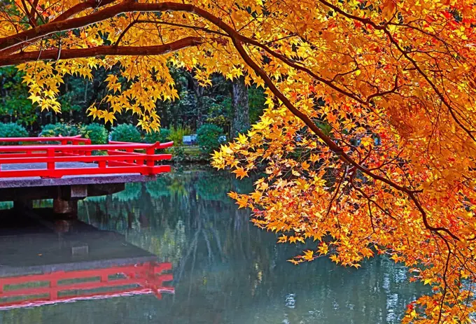 Japan, Nara City, Autumn Colors