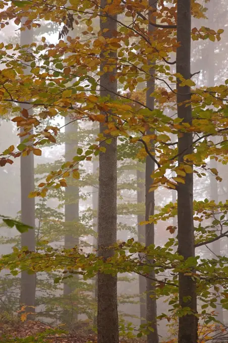 Autumn wood, 'Herzogstand', Bavarian pre-alpine, Alpine foreland, alps, Bavarian uplands, Upper Bavaria, Bavaria, South Germany, Germany,