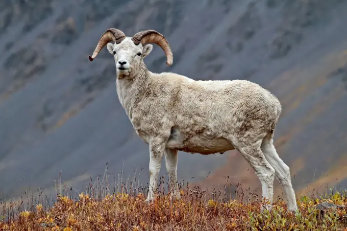 North America, the USA, Alaska, Brooks Range, Dall's sheep, Ovis dalli,