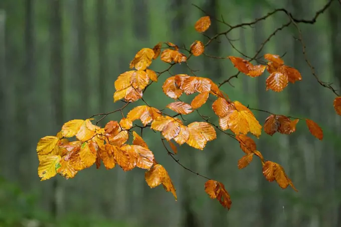 Wood, beech, branch, leaves, autumn, Drnohla, Julian Alps, Slovenia,