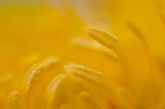 Stamen of a marsh marigold, blossom, close-up, Caltha palustris