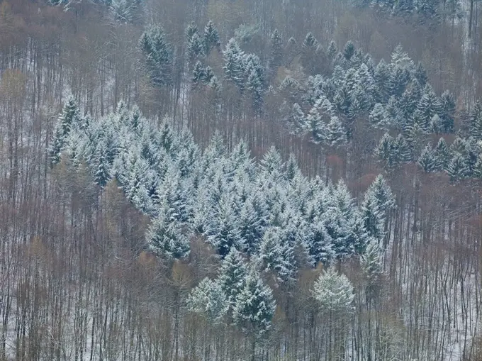 Winter forest near the castle Trifels, Palatinate Forest, Rhineland-Palatinate, Germany,