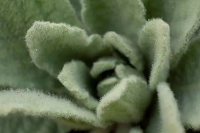 Plant, hairy leaves, close-up