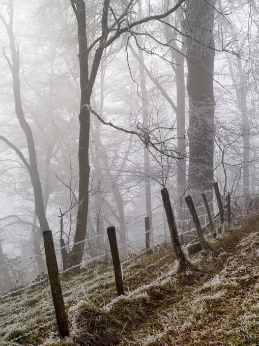 Winter forest in the fog
