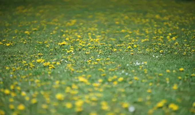 Flower meadow