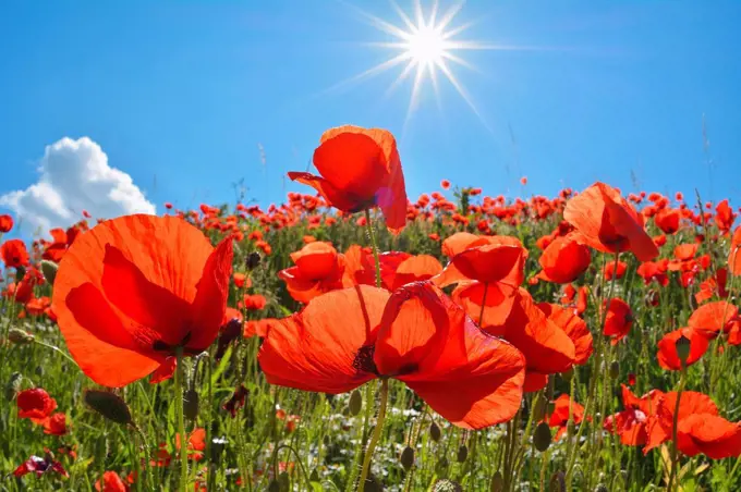 Poppies with sun in summer, Germany