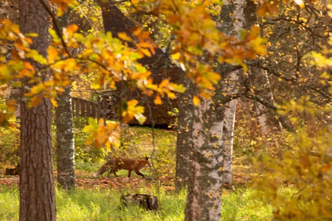Red Fox, vulpes vulpes, Adult walking in autumnal garden, Finland