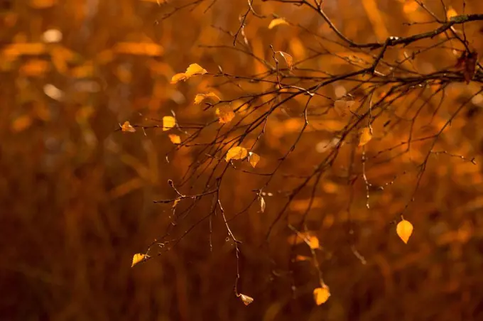 Last yellow leaves on birch branch on a dark brown background with bokeh