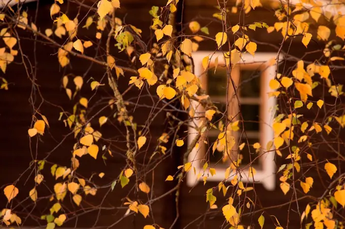 Autumn yellow leaves on birch branches, dark wall with window in the background