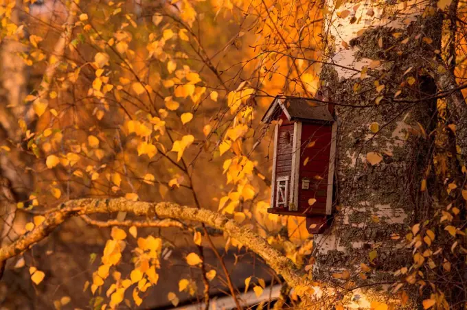 Old red birdhouse with birch tree trunk and autumn yellow leaves
