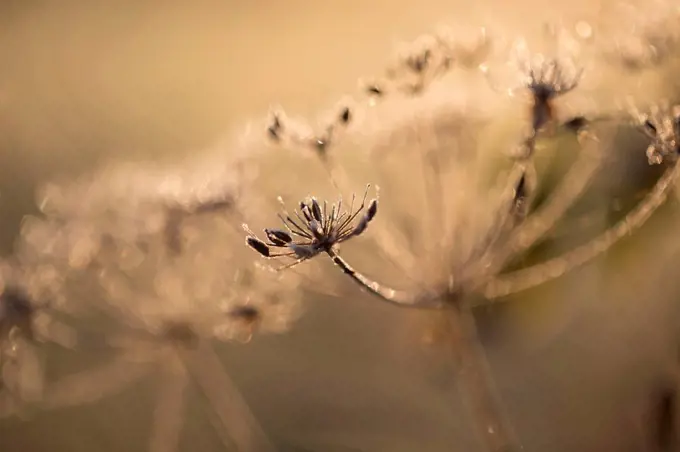 Closeup of hoarfrost crystalline on dry plant, blurred background
