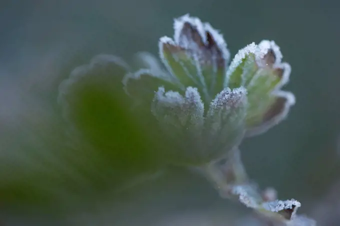 Closeup of frozen gooseberry leaves
